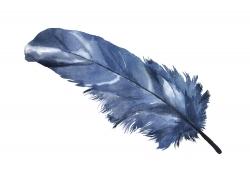 Blue feather