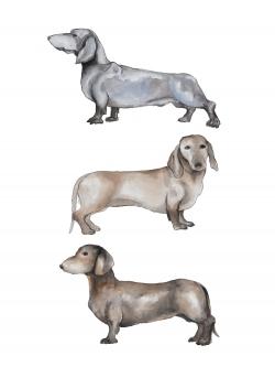 Small dachshund dog