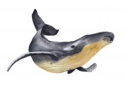 Baleine bleue aquarelle