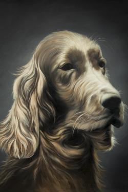 Field spaniel