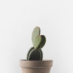 Potted cactus