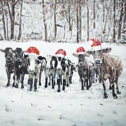 Curious christmas cows