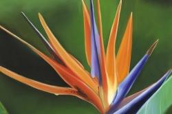 Bird of paradise flower 