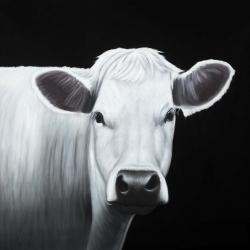 Vache blanche