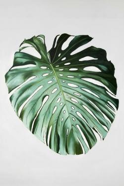 Monstera leaf