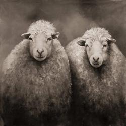 Moutons sépia