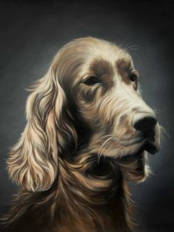 Field spaniel
