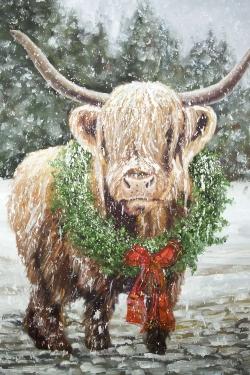 Highland christmas cow