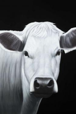 Vache blanche