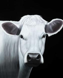 Vache blanche