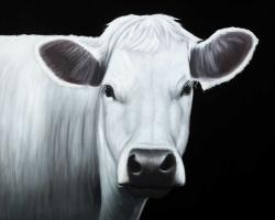 Vache blanche