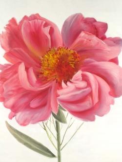 Pink peony flower