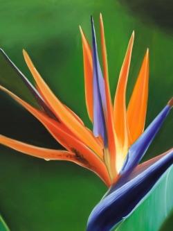 Bird of paradise flower 
