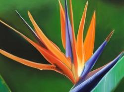 Bird of paradise flower 