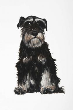 Schnauzer nain