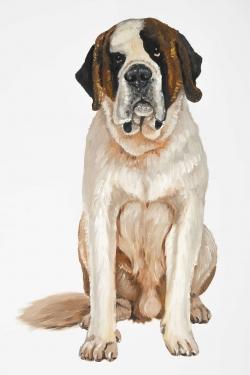 Saint-bernard