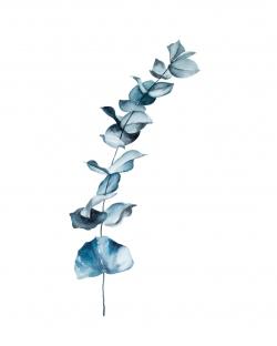 Feuilles d'eucalyptus bleu