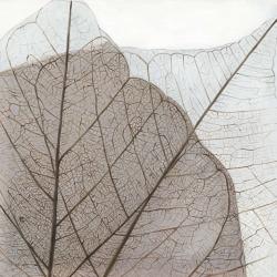 Feuilles séchées translucides