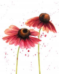 Two pink daisies