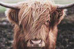 Vache highland désaturée