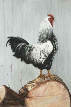 Coq wyandotte