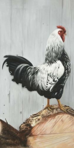 Coq wyandotte