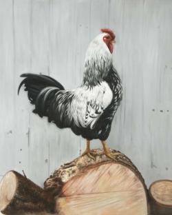 Coq wyandotte