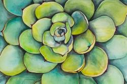 Watercolor succulent plant