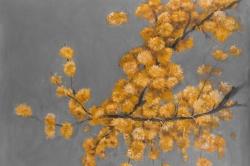Golden wattle plant with pugg ball flowers