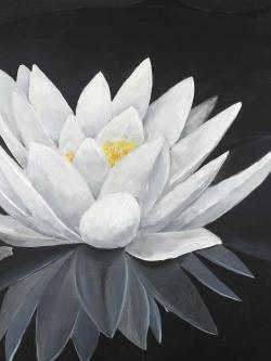 Lotus flower with reflection