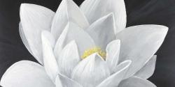 Overhead view of a lotus flower