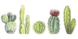 Tiny cactus set