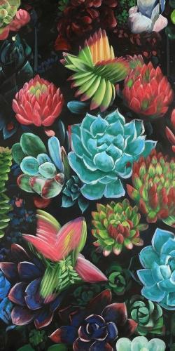 Set of colorful succulents