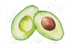 Avocat ouvert à l'aquarelle