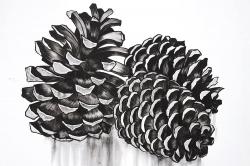 Three small pine cones