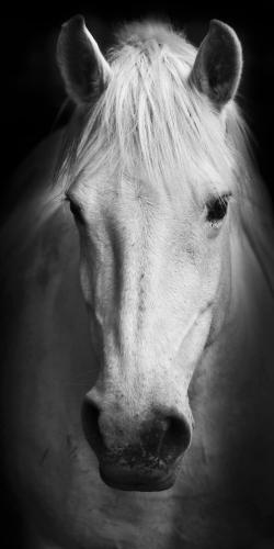 Monochrome horse