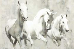 Three white horses running