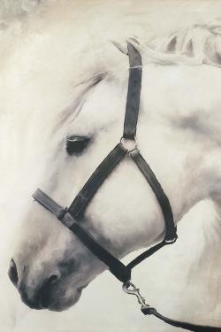 Darius the white horse