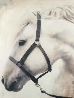 Darius the white horse