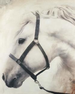 Darius the white horse