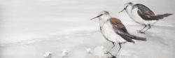 Deux oiseaux bécasseau
