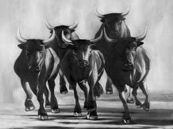 Groupe de taureaux aux galops
