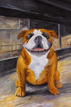 Bouledogue souriant
