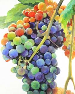 Colorful bunch of grapes