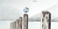 Mouette à la marina