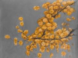 Golden wattle plant with pugg ball flowers