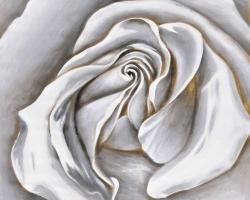 Centre d'une rose blanche