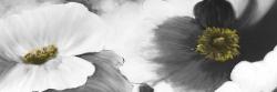 Black and white flowers