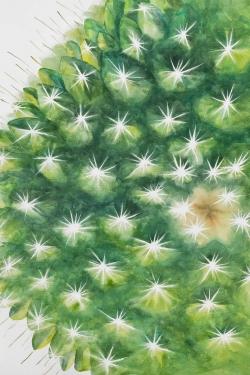 Watercolor mini cactus