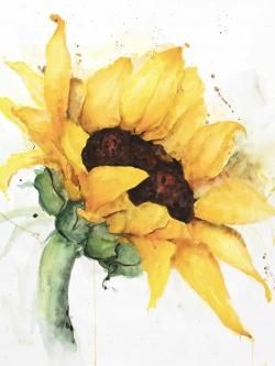 Watercolor sunflower with paint splash
